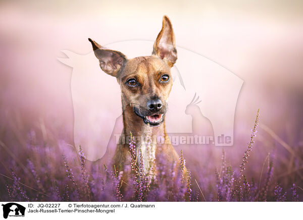 Jack-Russell-Terrier-Pinscher-Mischling / Jack-Russell-Terrier-Pinscher-Mongrel / JQ-02227