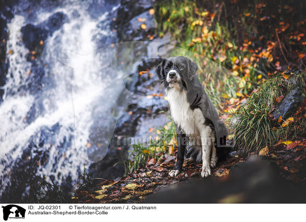 Australian-Shepherd-Border-Collie / Australian-Shepherd-Border-Collie / JQ-02301