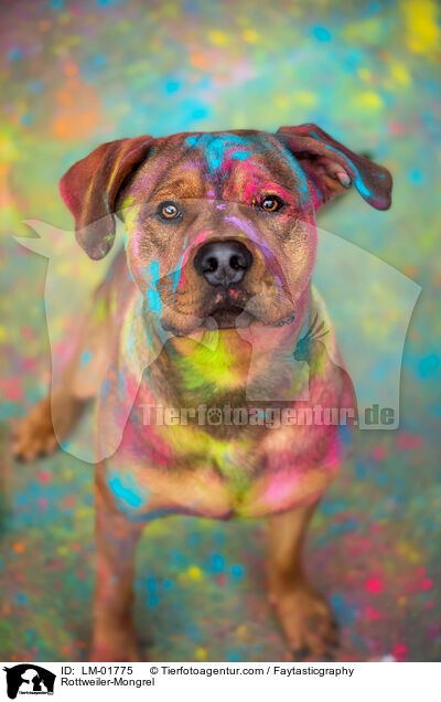 Rottweiler-Mischling / Rottweiler-Mongrel / LM-01775