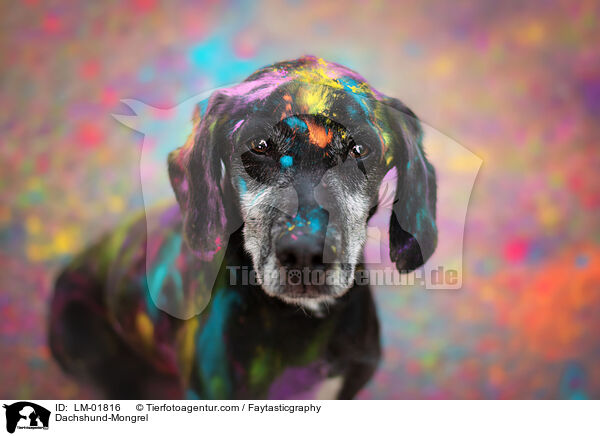 Dackel-Mischling / Dachshund-Mongrel / LM-01816