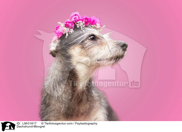 Dackel-Mischling / Dachshund-Mongrel / LM-01817