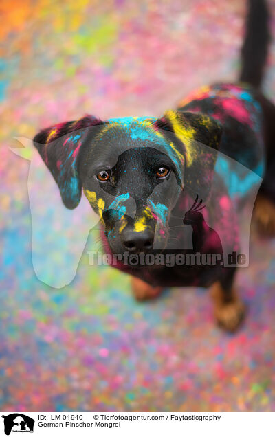 Deutscher-Pinscher-Mischling / German-Pinscher-Mongrel / LM-01940