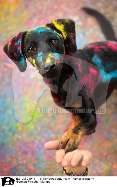Deutscher-Pinscher-Mischling / German-Pinscher-Mongrel / LM-01941