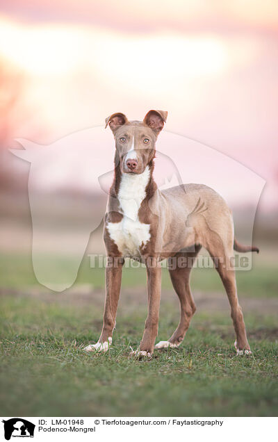 Podenco-Mischling / Podenco-Mongrel / LM-01948