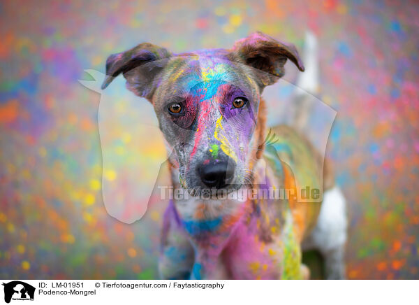 Podenco-Mischling / Podenco-Mongrel / LM-01951