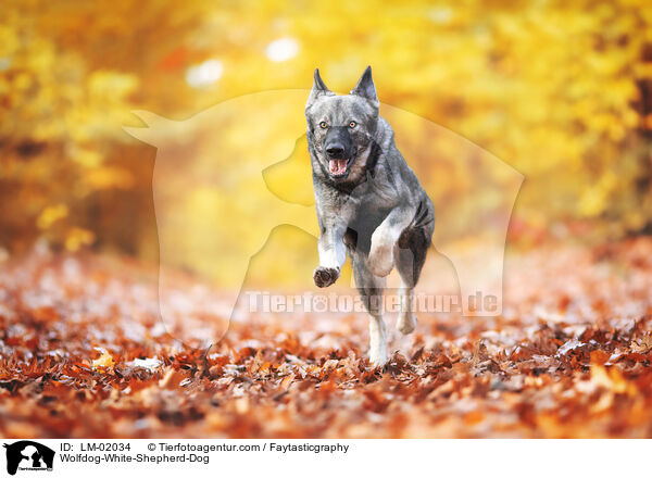 Wolfhund-Weier-Schweizer-Schferhund / Wolfdog-White-Shepherd-Dog / LM-02034