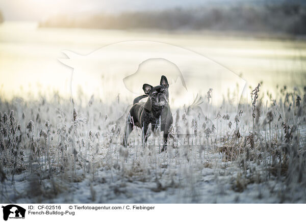 Franzsische-Bulldogge-Mops / French-Bulldog-Pug / CF-02516