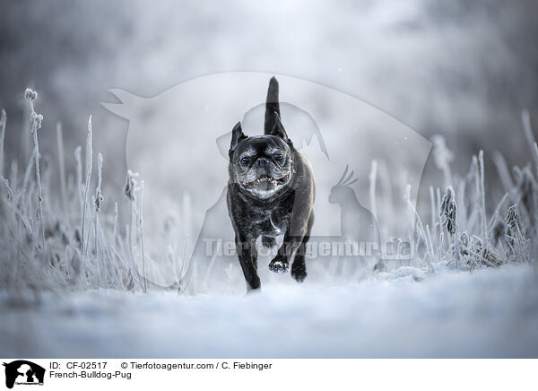 Franzsische-Bulldogge-Mops / French-Bulldog-Pug / CF-02517