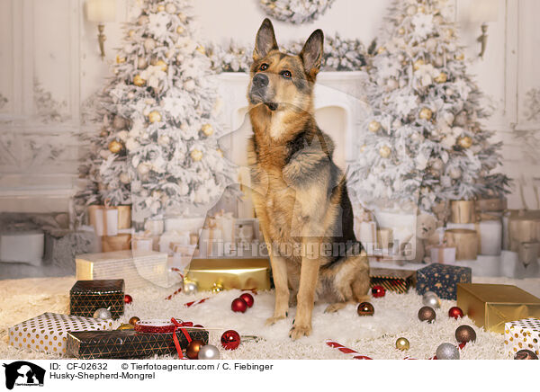 Husky-Schferhund-Mix / Husky-Shepherd-Mongrel / CF-02632