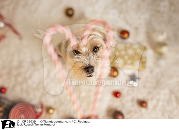 Jack-Russell-Terrier-Mongrel / CF-02639