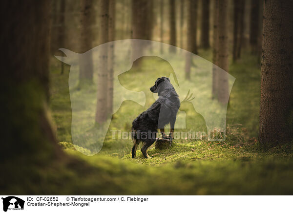 Kroatischer-Schferhund-Mischling / Croatian-Shepherd-Mongrel / CF-02652
