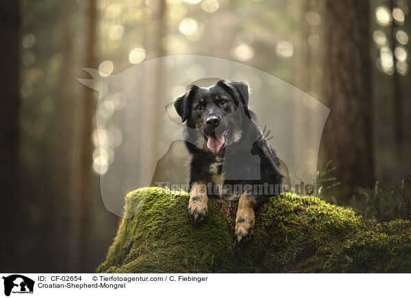 Kroatischer-Schferhund-Mischling / Croatian-Shepherd-Mongrel / CF-02654