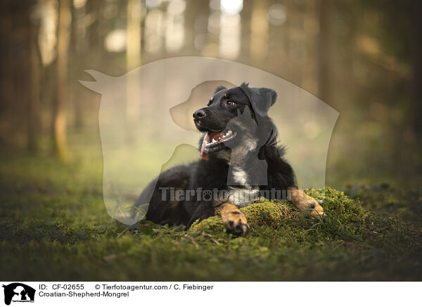 Kroatischer-Schferhund-Mischling / Croatian-Shepherd-Mongrel / CF-02655