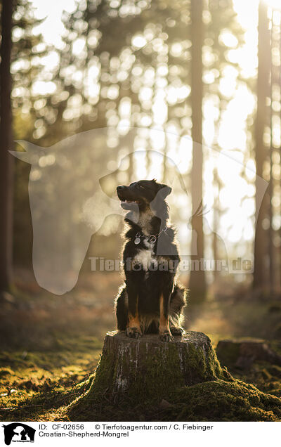 Kroatischer-Schferhund-Mischling / Croatian-Shepherd-Mongrel / CF-02656