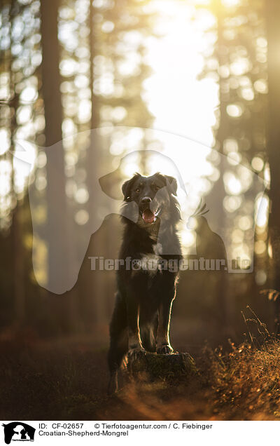 Kroatischer-Schferhund-Mischling / Croatian-Shepherd-Mongrel / CF-02657