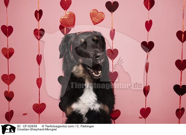 Kroatischer-Schferhund-Mischling / Croatian-Shepherd-Mongrel / CF-02659