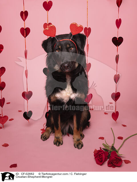 Kroatischer-Schferhund-Mischling / Croatian-Shepherd-Mongrel / CF-02662