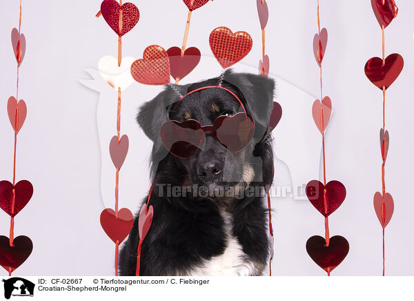 Kroatischer-Schferhund-Mischling / Croatian-Shepherd-Mongrel / CF-02667