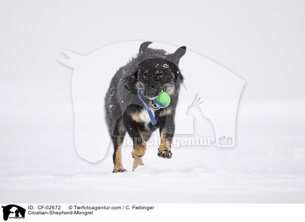 Kroatischer-Schferhund-Mischling / Croatian-Shepherd-Mongrel / CF-02672