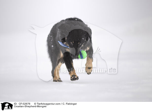 Kroatischer-Schferhund-Mischling / Croatian-Shepherd-Mongrel / CF-02676