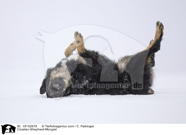 Kroatischer-Schferhund-Mischling / Croatian-Shepherd-Mongrel / CF-02678