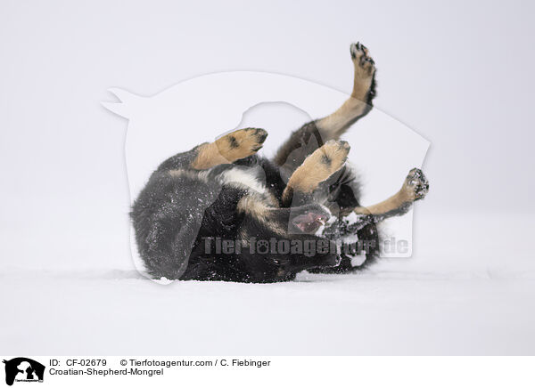 Kroatischer-Schferhund-Mischling / Croatian-Shepherd-Mongrel / CF-02679