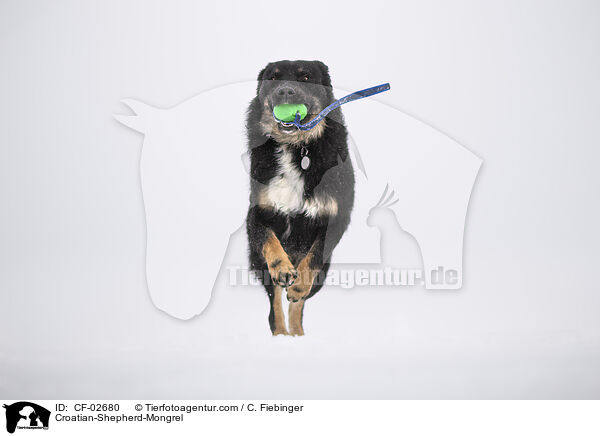 Kroatischer-Schferhund-Mischling / Croatian-Shepherd-Mongrel / CF-02680