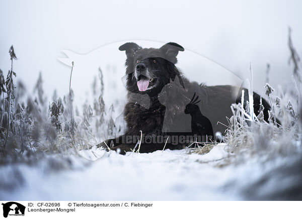 Leonberger-Mischling / Leonberger-Mongrel / CF-02696