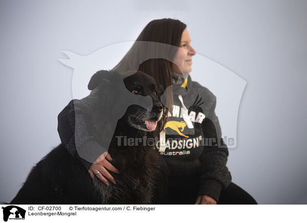 Leonberger-Mischling / Leonberger-Mongrel / CF-02700