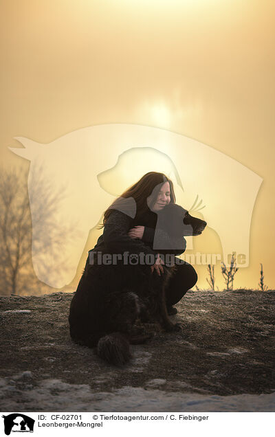Leonberger-Mischling / Leonberger-Mongrel / CF-02701