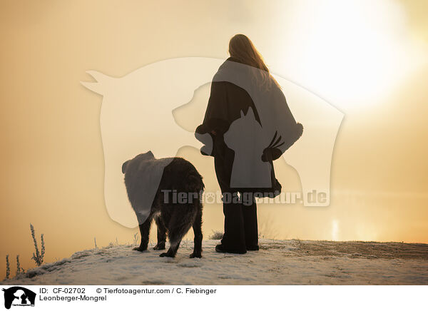 Leonberger-Mischling / Leonberger-Mongrel / CF-02702