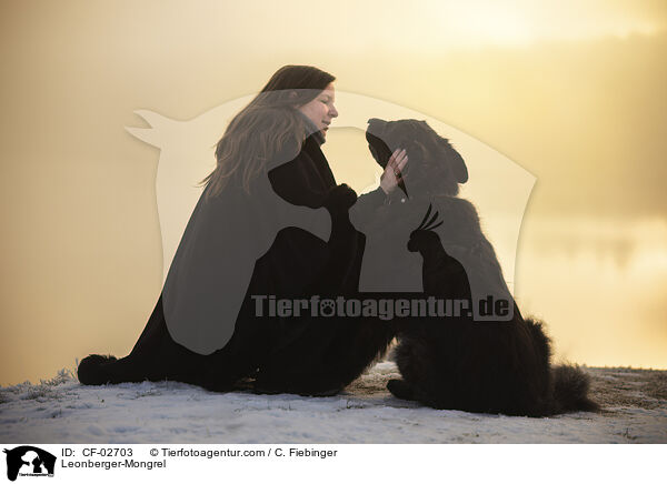 Leonberger-Mischling / Leonberger-Mongrel / CF-02703