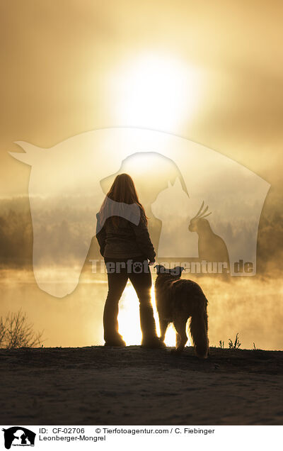 Leonberger-Mischling / Leonberger-Mongrel / CF-02706
