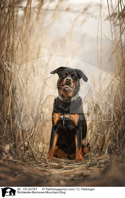 Rottweiler-Berner-Sennenhund / Rottweiler-Bernese-Mountain-Dog / CF-02767