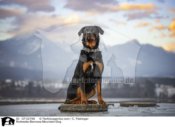 Rottweiler-Berner-Sennenhund / Rottweiler-Bernese-Mountain-Dog / CF-02768
