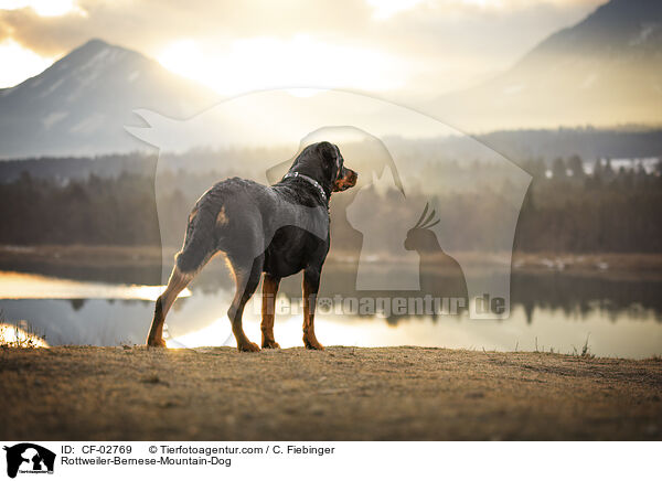 Rottweiler-Berner-Sennenhund / Rottweiler-Bernese-Mountain-Dog / CF-02769