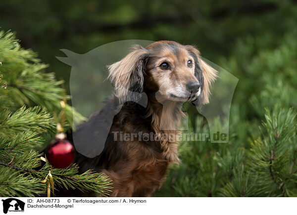 Dackel-Mischling / Dachshund-Mongrel / AH-08773