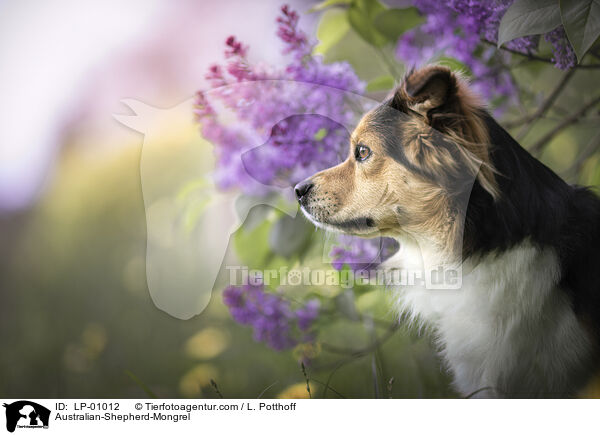 Australian-Shepherd-Mix / Australian-Shepherd-Mongrel / LP-01012