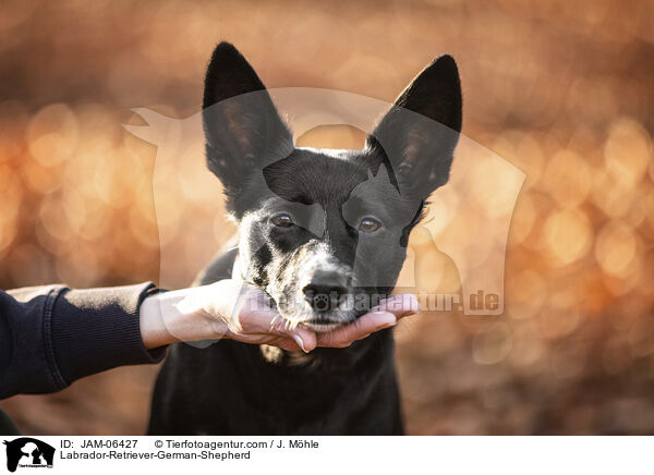 Labrador-Retriever-Deutscher-Schferhund / Labrador-Retriever-German-Shepherd / JAM-06427