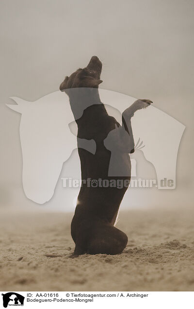 Bodeguero-Podenco-Mischling / Bodeguero-Podenco-Mongrel / AA-01616