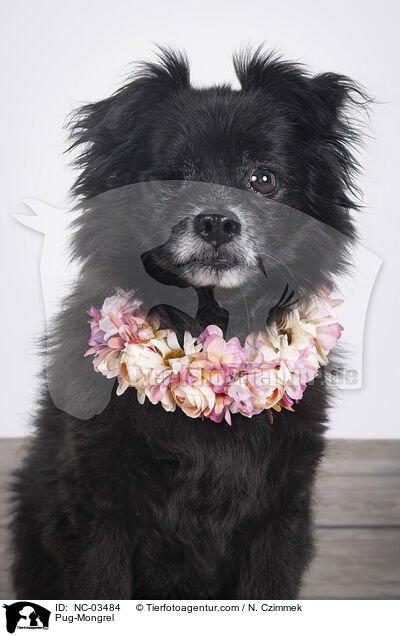 Mops-Mischling / Pug-Mongrel / NC-03484