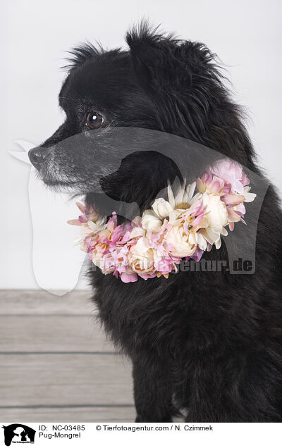 Mops-Mischling / Pug-Mongrel / NC-03485