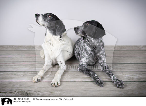 Pointer-Mischling / Pointer-Mongrel / NC-03488