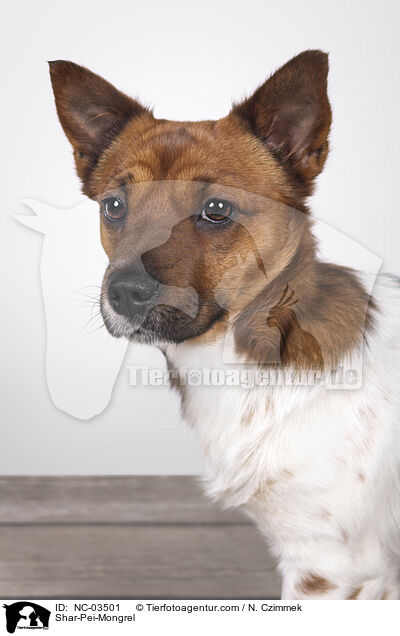 Shar-Pei-Mischling / Shar-Pei-Mongrel / NC-03501