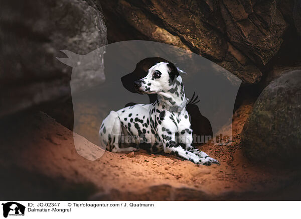 Dalmatiner-Mischling / Dalmatian-Mongrel / JQ-02347