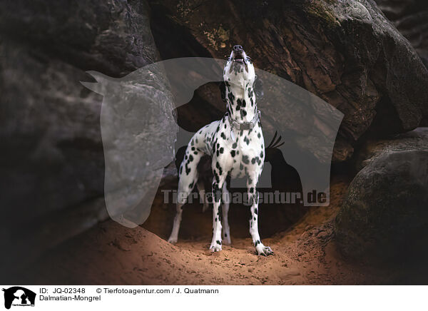 Dalmatiner-Mischling / Dalmatian-Mongrel / JQ-02348