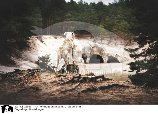 Dogo-Argentino-Mischling / Dogo-Argentino-Mongrel / JQ-02355