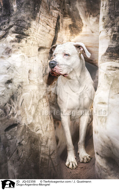 Dogo-Argentino-Mischling / Dogo-Argentino-Mongrel / JQ-02356