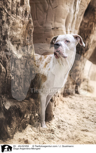 Dogo-Argentino-Mischling / Dogo-Argentino-Mongrel / JQ-02359