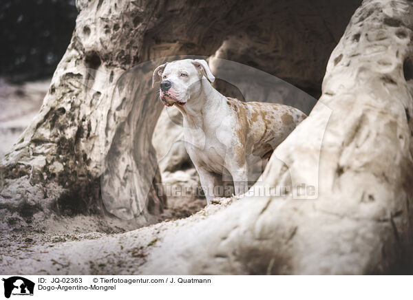 Dogo-Argentino-Mischling / Dogo-Argentino-Mongrel / JQ-02363